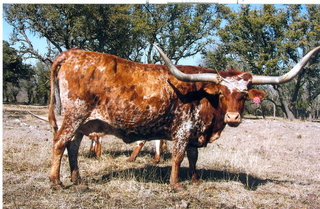 POSSUM QUEEN: Texas Longhorn 