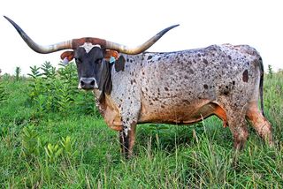 SHINGING VICTORY: Texas Longhorn 