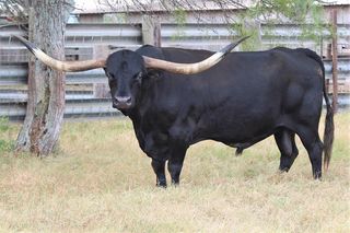 JET BLACK CHEX 794: Texas Longhorn BLACK