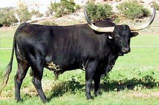 DEIGO'S BUNK GALLOWAY: Texas Longhorn 