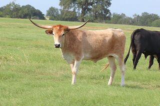 AURORA SCR: Texas Longhorn