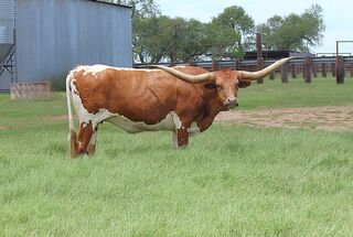 SWEET DAYS OF SUMMER : Texas Longhorn