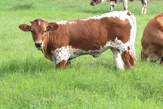 TCC WATCH OUTS' 25: Texas Longhorn