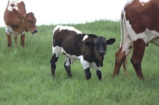 GIOVANNA SCRS' 25: Texas Longhorn