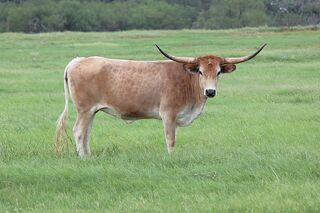 AURORA SCR: Texas Longhorn