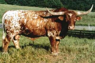 GIZMO: Texas Longhorn 