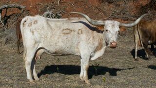 KOOKACHOO: Texas Longhorn 