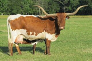 SADIE SAM: Texas Longhorn 