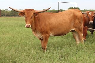 CIMARRON SCR: Texas Longhorn