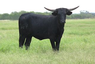 LONG COOL WOMAN SCR: Texas Longhorn 