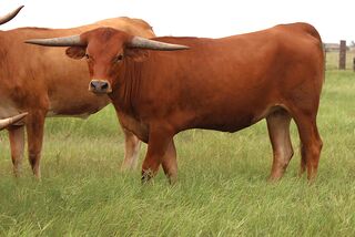 PRISCILLA SCR: Texas Longhorn 