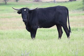 SEONA SCR: Texas Longhorn 