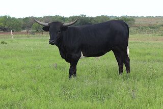 ELIANA SCR: Texas Longhorn 