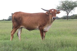 EBONIE SCR: Texas Longhorn 