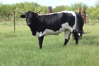 SOPHIA MARIE SCR: Texas Longhorn 