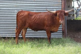 SERAPHINA SCR: Texas Longhorn