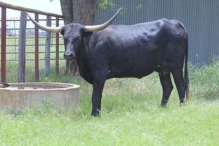 RAVEN SCR: Texas Longhorn BLACK
