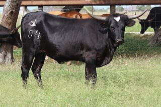 SWEET DREAM BABY SCR: Texas Longhorn 