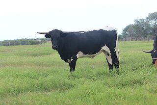 KRISANNE SCR: Texas Longhorn 
