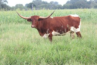 GIOVANNA SCR: Texas Longhorn RED WITH WHITE OVER AND UNDER