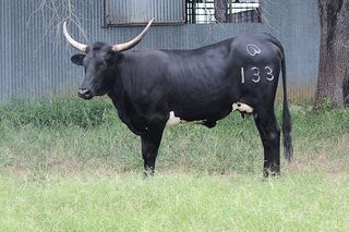 ARABELLA SCR: Texas Longhorn 
