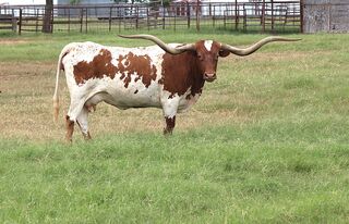 SC RED RIVER SHANIA: Texas Longhorn RED AND WHITE, WHITE ON FOREHEAD