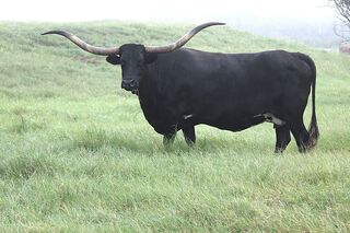HUBBELLS RIO DREAMS: Texas Longhorn 