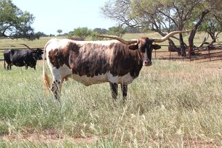 SC CARMELLA: Texas Longhorn WHITE WITH BRINDLE SIDES AND HEAD