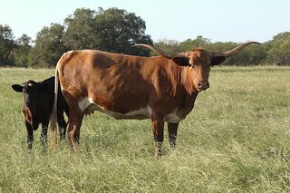 SHELLY LYNN SCR: Texas Longhorn