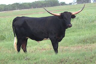 SABLE SCR: Texas Longhorn BLACK WITH WHITE ON BELLY AND TAIL