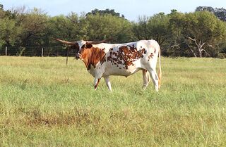 CARMALITA SCR: Texas Longhorn WHITE WITH BRINDLE SPECKS AND SPOTS