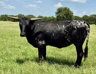 CHOCOLATE CANDY BL: Texas Longhorn