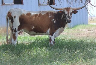 HEAVENLY DAY SCR: Texas Longhorn 