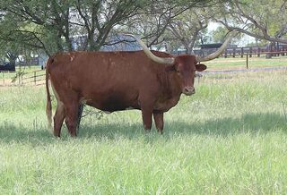 SEDONA RED SCR: Texas Longhorn