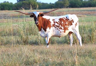 CARMALITA SCR: Texas Longhorn