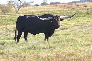 AA ACE'S WILD: Texas Longhorn BLACK