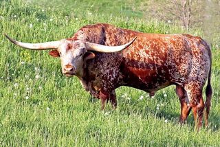 ANNEX: Texas Longhorn
