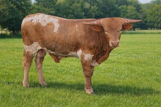 ALL AMERICAN KID: Texas Longhorn GOLDEN BODY WITH WHITE, GRAY, SILVER BRINDLE