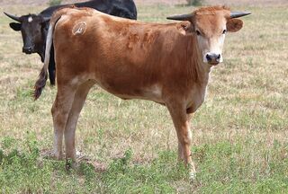CAMRYN REESE SCR: Texas Longhorn 