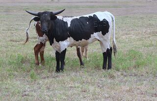 JEANNALEA KIRSTEN SCR: Texas Longhorn 
