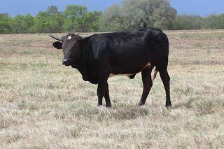 THEODORA SCR: Texas Longhorn 