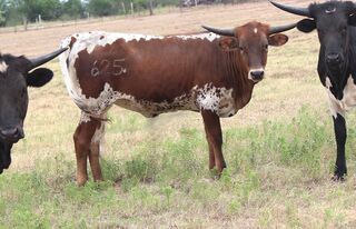 SHE'S A WILD ONE SCR: Texas Longhorn 