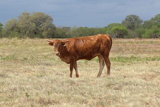 BRYNLEE JOY SCR: Texas Longhorn 