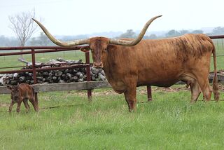ANNA JAM: Texas Longhorn 