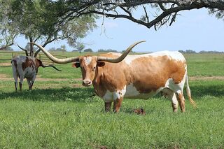 ANGELINA SCR: Texas Longhorn RED BODY WHITE OVER LINE AND UNDERLINE