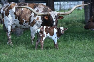 RED RIVER SEDONAS' 26: Texas Longhorn 
