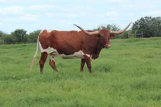 GIOVANNA SCR: Texas Longhorn RED WITH WHITE OVER AND UNDER