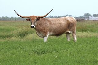 AURORA SCR: Texas Longhorn 