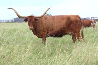SEDONA RED SCR: Texas Longhorn RED, WHITE ON NAVEL