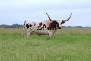 SWEET FASCINATION SCR: Texas Longhorn RED AND WHITE WITH RED SPECKS AND SPOTS